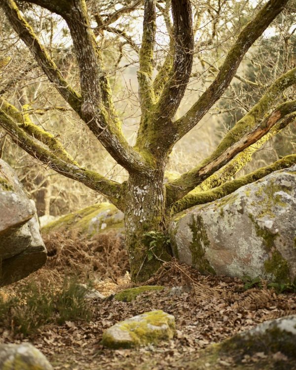 Curious forest